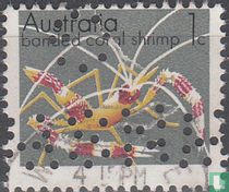 Animaux marins et minéraux