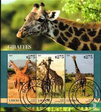 Giraffes for sale