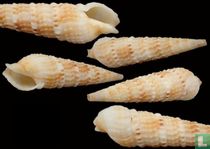 Neoterebra specillata