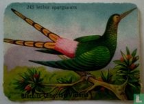 lesbia sparganura