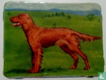 de Iersche Setter