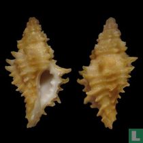 Muricopsis josei