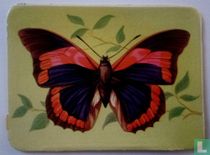 Prepona Praeneste