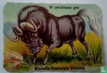 catoblepas gnu