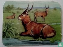 de Waterbok