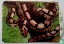 Boa Constrictor  