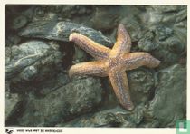 Waddenvereniging "Wees wijs met de Waddenzee" - Zeester