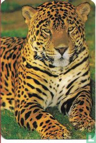Jaguar