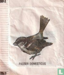 Passer Domesticus [3 B en O]