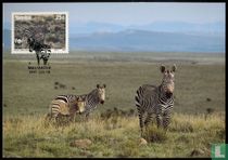 Hartmann's Mountain Zebra