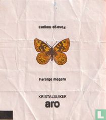 Pararge megera