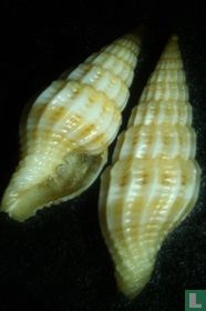 Vexillum philtwoi 