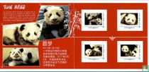 Giant panda