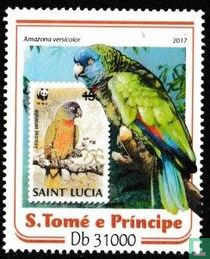 Amazone de Sainte-Lucie