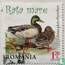 Mallard