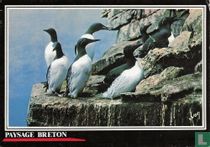 Paysage Breton