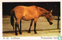 Przewalski horse