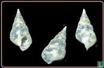 Styliferina goniochila