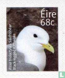 Black-legged kittiwake