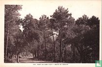 Forêt du Dom (Var)