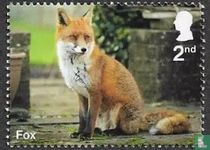 Red fox