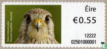 Kestrel