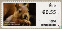 Red squirrel