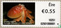 Common octopus