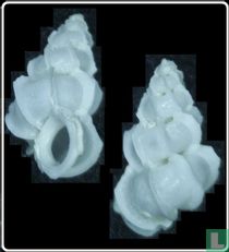 Epitonium alatum