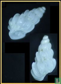 Epitonium replicatum