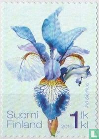 Iris de Sibérie