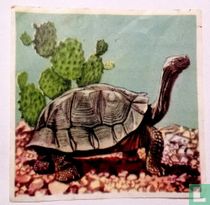Schildpad Galap. Eil.