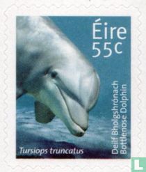 Bottlenose Dolphin