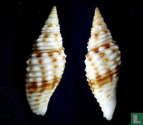 Subcancilla foveolata