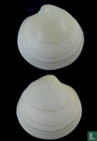 Dosinia maoriana