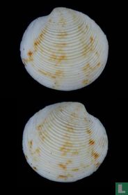 Dosinia victoriae