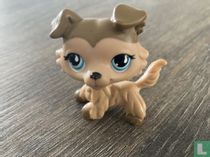 Collie 