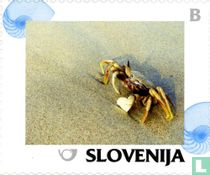 Een krab op het strand