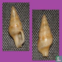 Zemitrella parhelena
