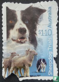 Border Collie