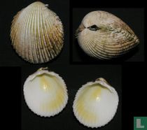 Vasticardium subrugosum 