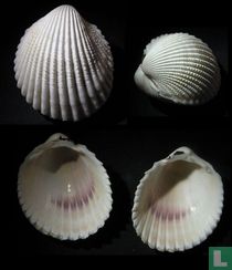 Vasticardium pectiniforme 