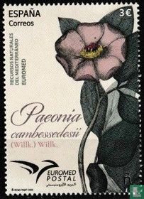Paeonia cambessedesii