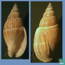 Cosmioconcha modesta