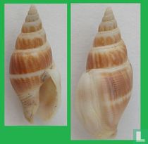 Cosmioconcha palmeri