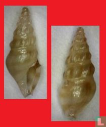 Splendrillia suluensis