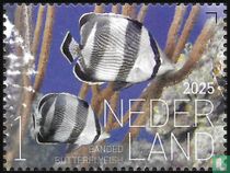 Banded butterflyfish