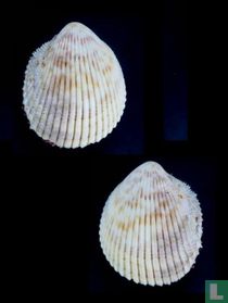 Vasticardium mendanaense