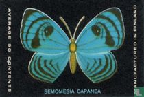 Semomesia Capanea 