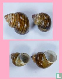 Notopala essingtonensis